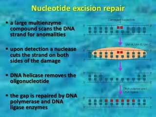 Dna repair