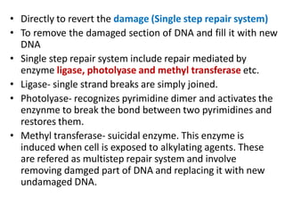 • Directly to revert the damage (Single step repair system)
• To remove the damaged section of DNA and fill it with new
DNA
• Single step repair system include repair mediated by
enzyme ligase, photolyase and methyl transferase etc.
• Ligase- single strand breaks are simply joined.
• Photolyase- recognizes pyrimidine dimer and activates the
enzynme to break the bond between two pyrimidines and
restores them.
• Methyl transferase- suicidal enzyme. This enzyme is
induced when cell is exposed to alkylating agents. These
are refered as multistep repair system and involve
removing damged part of DNA and replacing it with new
undamaged DNA.
 