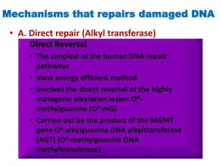 Mechanisms that repairs damaged DNA
• A. Direct repair (Alkyl transferase)
 