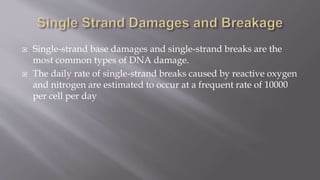  Single-strand base damages and single-strand breaks are the
most common types of DNA damage.
 The daily rate of single-...