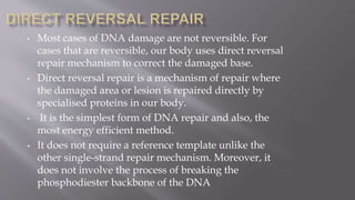  An example of reversible DNA damage repairable via Direct
Repair is Alkylation which can be repaired via direct removal
...