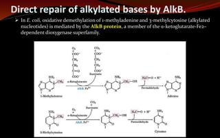 Direct repair of alkylated bases by AlkB.
 In E. coli, oxidative demethylation of 1-methyladenine and 3-methylcytosine (alkylated
nucleotides) is mediated by the AlkB protein, a member of the α-ketoglutarate-Fe2–
dependent dioxygenase superfamily.
 