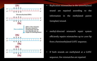 • Replication mismatches in the unmethylated
strand are repaired according to the
information in the methylated parent
(template) strand.
• methyl-directed mismatch repair system
efficiently repairs mismatches up to 1,000 bp
from a hemimethylated GATC sequence.
• If both strands are methylated at a GATC
sequence, few mismatches are repaired.
 