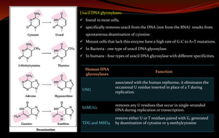 Uracil DNA glycosylases-
 found in most cells,
 specifically removes uracil from the DNA (not from the RNA) results from
spontaneous deamination of cytosine.
 Mutant cells that lack this enzyme have a high rate of G-C to A=T mutations.
 In Bacteria - one type of uracil DNA glycosylase.
 In humans - four types of uracil DNA glycosylase with different specificities.
Human DNA
glycosylases
Function
UNG
associated with the human replisome, it eliminates the
occasional U residue inserted in place of a T during
replication.
hSMUG1
removes any U residues that occur in single-stranded
DNA during replication or transcription.
TDG and MBD4
remove either U or T residues paired with G, generated
by deamination of cytosine or 5-methylcytosine
 