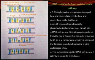 DNA repair by the base-excision repair
pathway.
1. A DNA glycosylase recognizes a damaged
base and cleaves between the base and
deoxyribose in the backbone.
2. An AP endonuclease cleaves the
phosphodiester backbone near the AP site.
3. DNA polymerase I initiates repair synthesis
from the free 3’ hydroxyl at the nick, removing
(with its 5’-3’ exonuclease activity) a portion of
the damaged strand and replacing it with
undamaged DNA.
4. The nick remaining after DNA polymerase I
activity is sealed by DNA ligase.
 