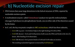 3. b) Nucleotide excision repair
 DNA lesions that cause large distortions in the helical structure of DNA, repaired by
nucleotide-excision system.
 A multisubunit enzyme called Exinuclease (catalyze two specific endonucleolytic
cleavages) hydrolyzes two phosphodiester bonds, one on either side of the distortion caused
by the lesion.
 In E. coli, the key enzymatic complex is ABC excinuclease, which has three subunits,
 UvrA (Mr 104,000) - UvrA dimer helps in the tight binding of UvrB to DNA.
 UvrB (Mr 78,000) - UvrA and UvrB proteins (A2B) scans the DNA and binds to the site of a
lesion. After binding UvrA dissociates.
 UvrC (Mr 68,000)- UvrC protein binds to UvrB and UvrB makes an incision.
 The resulting nucleotide fragment is removed by UvrD helicase
 