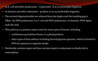  In E. coli and other prokaryotes – it generates 12 to 13 nucleotides fragment.
 In humans and other eukaryotes - produce 27 to 29 nucleotides fragment.
 The excised oligonucleotides are released from the duplex and the resulting gap is
filled—by DNA polymerase I in E. coli and DNA polymerase ε in humans. DNA ligase
seals the nick.
 This pathway is a primary repair route for many types of lesions, including
 cyclobutane pyrimidine dimers, 6-4 photoproducts
 other types of base adducts including benzo[a]pyrene-guanine, which is formed in
DNA by exposure to cigarette smoke.
 Nucleotide-excision repair and base-excision repair in eukaryotes is closely tied to
transcription.
 