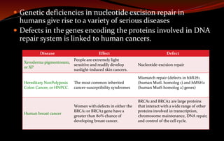  Genetic deficiencies in nucleotide excision repair in
humans give rise to a variety of serious diseases
 Defects in the genes encoding the proteins involved in DNA
repair system is linked to human cancers.
Disease Effect Defect
Xeroderma pigmentosum,
or XP
People are extremely light
sensitive and readily develop
sunlight-induced skin cancers.
Nucleotide-excision repair
Hereditary NonPolyposis
Colon Cancer, or HNPCC.
The most common inherited
cancer-susceptibility syndromes
Mismatch repair (defects in hMLH1
(human MutL homolog 1) and hMSH2
(human MutS homolog 2) genes)
Human breast cancer
Women with defects in either the
BRCA1 or BRCA2 gene have a
greater than 80% chance of
developing breast cancer.
BRCA1 and BRCA2 are large proteins
that interact with a wide range of other
proteins involved in transcription,
chromosome maintenance, DNA repair,
and control of the cell cycle.
 