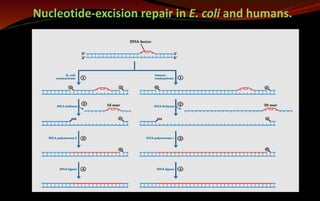 Nucleotide-excision repair in E. coli and humans.
 