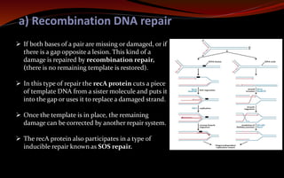a) Recombination DNA repair
 If both bases of a pair are missing or damaged, or if
there is a gap opposite a lesion. This kind of a
damage is repaired by recombination repair,
(there is no remaining template is restored).
 In this type of repair the recA protein cuts a piece
of template DNA from a sister molecule and puts it
into the gap or uses it to replace a damaged strand.
 Once the template is in place, the remaining
damage can be corrected by another repair system.
 The recA protein also participates in a type of
inducible repair known as SOS repair.
 