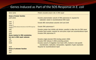 Genes Induced as Part of the SOS Response in E. coli
fully induced only late in the SOS response
 