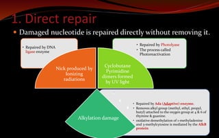 1. Direct repair
 Damaged nucleotide is repaired directly without removing it.
• Repaired by Ada (Adaptive) enzyme.
• Removes alkyl group (methyl, ethyl, propyl,
butyl) attached to the oxygen group at 4 & 6 of
thymine & guanine.
• oxidative demethylation of 1-methyladenine
and 3-methylcytosine is mediated by the AlkB
protein
• Repaired by Photolyase
• The process called
Photoreactivation
• Repaired by DNA
ligase enzyme
Nick produced by
Ionizing
radiations
Cyclobutane
Pyrimidine
dimers formed
by UV light
Alkylation damage
 