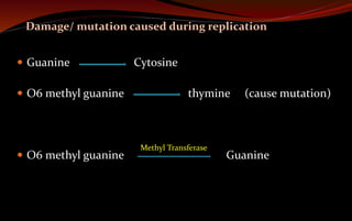  Guanine Cytosine
 O6 methyl guanine thymine (cause mutation)
 O6 methyl guanine Guanine
Methyl Transferase
Damage/ mutation caused during replication
 