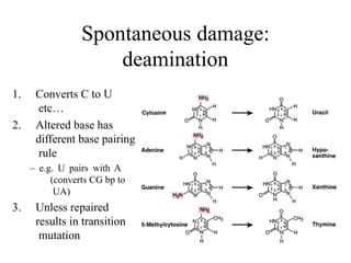 Spontaneous damage:
deamination
1. Converts C to U
etc…
2. Altered base has
different base pairing
rule
– e.g. U pairs with A
(converts CG bp to
UA)
3. Unless repaired
results in transition
mutation
 