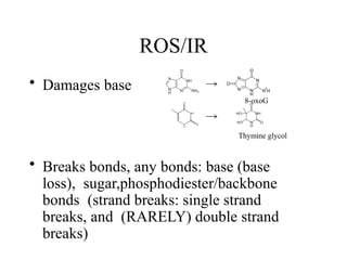ROS/IR
• Damages base
• Breaks bonds, any bonds: base (base
loss), sugar,phosphodiester/backbone
bonds (strand breaks: single strand
breaks, and (RARELY) double strand
breaks)
8-oxoG
Thymine glycol
 