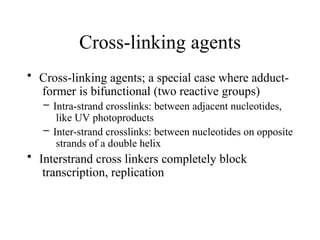 Cross-linking agents
• Cross-linking agents; a special case where adduct-
former is bifunctional (two reactive groups)
– Intra-strand crosslinks: between adjacent nucleotides,
like UV photoproducts
– Inter-strand crosslinks: between nucleotides on opposite
strands of a double helix
• Interstrand cross linkers completely block
transcription, replication
 