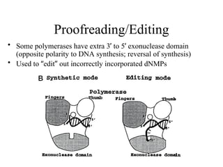Proofreading/Editing
• Some polymerases have extra 3’ to 5’ exonuclease domain
(opposite polarity to DNA synthesis; reversal of synthesis)
• Used to “edit” out incorrectly incorporated dNMPs
 
