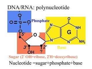 DNA/RNA: polynucleotide
chains
Phosphate
Base
Sugar (2’ OH=ribose, 2’H=deoxyribose)
Nucleotide =sugar+phosphate+base
 