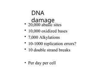 DNA
damage
• 20,000 abasic sites
• 10,000 oxidized bases
• 7,000 Alkylations
• 10-1000 replication errors?
• 10 double strand breaks
• Per day per cell
 