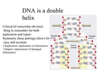 DNA is a double
helix
Critical (if somewhat obvious)
thing to remember for both
replication and repair:
Symmetry (base pairing) allows for
easy and accurate
1.Replication: duplication of information
2.Repair: replacement of damaged
information
 