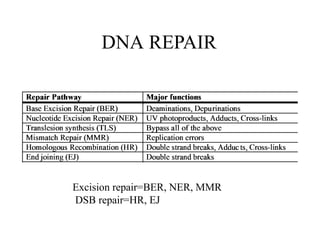 DNA REPAIR
Excision repair=BER, NER, MMR
DSB repair=HR, EJ
 