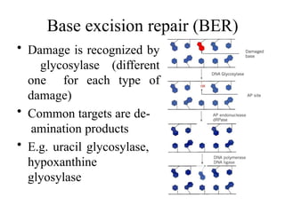Base excision repair (BER)
• Damage is recognized by
glycosylase (different
one for each type of
damage)
• Common targets are de-
amination products
• E.g. uracil glycosylase,
hypoxanthine
glyosylase
 