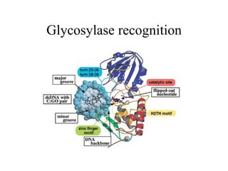 Glycosylase recognition
 