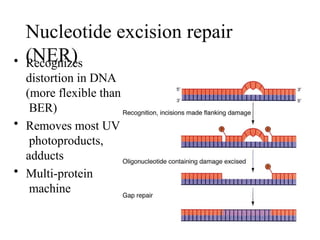 Nucleotide excision repair
(NER)
• Recognizes
distortion in DNA
(more flexible than
BER)
• Removes most UV
photoproducts,
adducts
• Multi-protein
machine
 
