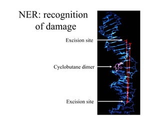 NER: recognition
of damage
Cyclobutane dimer
Excision site
Excision site
 