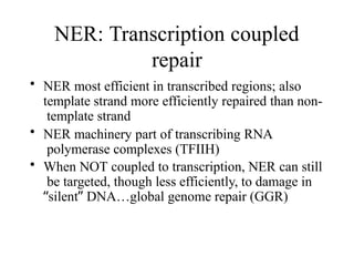 NER: Transcription coupled
repair
• NER most efficient in transcribed regions; also
template strand more efficiently repaired than non-
template strand
• NER machinery part of transcribing RNA
polymerase complexes (TFIIH)
• When NOT coupled to transcription, NER can still
be targeted, though less efficiently, to damage in
“silent” DNA…global genome repair (GGR)
 