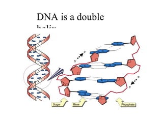 DNA is a double
helix
 