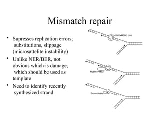 Mismatch repair
• Supresses replication errors;
substitutions, slippage
(microsattelite instability)
• Unlike NER/BER, not
obvious which is damage,
which should be used as
template
• Need to identify recently
synthesized strand
 