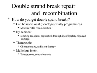 Double strand break repair
and recombination
• How do you get double strand breaks?
– Can be intentional (developmentally programmed)
• Meiosis, VDJ recombination
– By accident
• Ionizing radiation, replication through incompletely repaired
damage
– Therapeutic
• Chemotherapy, radiation therapy
– Malicious intent
• Transposons, retro-elements
 