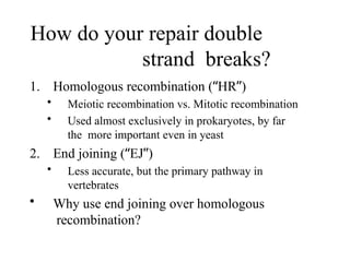 How do your repair double
strand breaks?
1. Homologous recombination (“HR”)
• Meiotic recombination vs. Mitotic recombination
• Used almost exclusively in prokaryotes, by far
the more important even in yeast
2. End joining (“EJ”)
• Less accurate, but the primary pathway in
vertebrates
• Why use end joining over homologous
recombination?
 