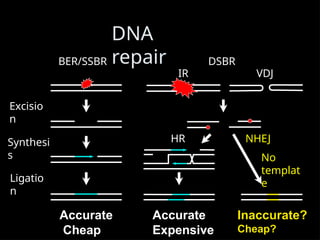 DNA
repair
BER/SSBR
Excisio
n
Synthesi
s
Ligatio
n
Accurate
Cheap
Inaccurate?
Cheap?
NHEJ
No
templat
e
DSBR
IR VDJ
Accurate
Expensive
HR
 