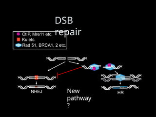 DSB
repair
New
pathway
?
 