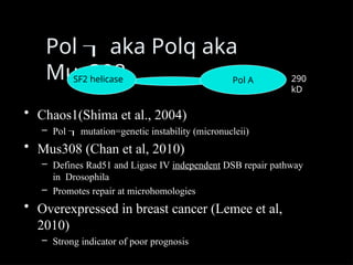 Pol  aka Polq aka
Mus308
• Chaos1(Shima et al., 2004)
– Pol  mutation=genetic instability (micronucleii)
• Mus308 (Chan et al, 2010)
– Defines Rad51 and Ligase IV independent DSB repair pathway
in Drosophila
– Promotes repair at microhomologies
• Overexpressed in breast cancer (Lemee et al,
2010)
– Strong indicator of poor prognosis
SF2 helicase Pol A 290
kD
 