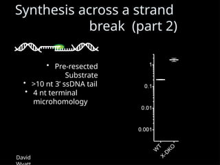 Synthesis across a strand
break (part 2)
• Pre-resected
Substrate
• >10 nt 3’ ssDNA tail
• 4 nt terminal
microhomology
David
 