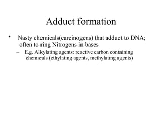 Adduct formation
• Nasty chemicals(carcinogens) that adduct to DNA;
often to ring Nitrogens in bases
– E.g. Alkylating agents: reactive carbon containing
chemicals (ethylating agents, methylating agents)
 