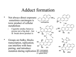 Adduct formation
e
• Not always direct exposure:
sometimes carcinogen is
toxic product of cellular
metabolism
– Cigarette smoke; benzo-a-
pyrene not a big deal…but
th break down product is
• Groups are bulky, blocks
transcription, replication;
can interfere with base
pairing, and introduce
mutation during replication
 