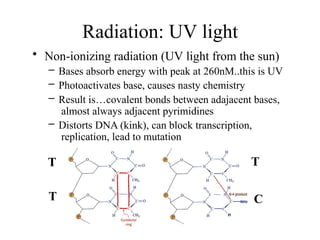 Radiation: UV light
• Non-ionizing radiation (UV light from the sun)
– Bases absorb energy with peak at 260nM..this is UV
– Photoactivates base, causes nasty chemistry
– Result is…covalent bonds between adajacent bases,
almost always adjacent pyrimidines
– Distorts DNA (kink), can block transcription,
replication, lead to mutation
T
T C
T
 