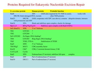 Rad10 DNArepair.ppt used for DNA repair mechansim | PPT