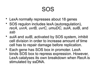 DNA repair for biology and medical biology | PPT