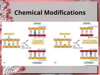 Comprehensive Overview of DNA Damage and Repair Mechanisms in Cells | PPT