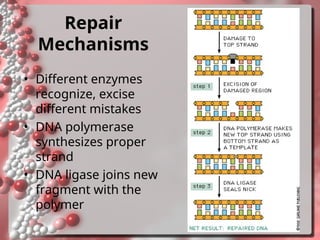 Comprehensive Overview of DNA Damage and Repair Mechanisms in Cells | PPT