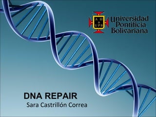 DNA REPAIR
Sara Castrillón Correa
 