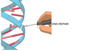 DNA REPAIR
 