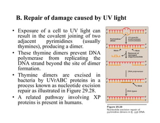 B. Repair of damage caused by UV light
• Exposure of a cell to UV light can
result in the covalent joining of two
adjacent pyrimidines (usually
thymines), producing a dimer.
• These thymine dimers prevent DNA
polymerase from replicating the
DNA strand beyond the site of dimer
formation.
• Thymine dimers are excised in
bacteria by UVrABC proteins in a
process known as nucleotide excision
repair as illustrated in Figure 29.28.
• A related pathway involving XP
proteins is present in humans.
 