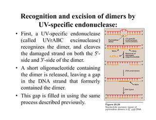 Recognition and excision of dimers by
UV-specific endonuclease:
• First, a UV-specific endonuclease
(called UVrABC excinuclease)
recognizes the dimer, and cleaves
the damaged strand on both the 5'-
side and 3'-side of the dimer.
• A short oligonucleotide containing
the dimer is released, leaving a gap
in the DNA strand that formerly
contained the dimer.
• This gap is filled in using the same
process described previously.
 