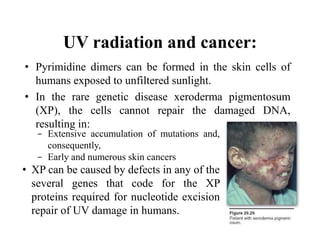 UV radiation and cancer:
• Pyrimidine dimers can be formed in the skin cells of
humans exposed to unfiltered sunlight.
• In the rare genetic disease xeroderma pigmentosum
(XP), the cells cannot repair the damaged DNA,
resulting in:
- Extensive accumulation of mutations and,
consequently,
- Early and numerous skin cancers
• XP can be caused by defects in any of the
several genes that code for the XP
proteins required for nucleotide excision
repair of UV damage in humans.
 